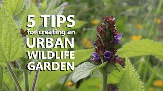 5 Tips for creating an Urban Wildlife Garden