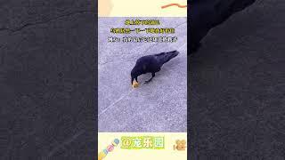 地上掉下的锅巴 乌鸦居然一下一下地叠好衔住 网友：真的最后它还知道戳戳齐 #宠乐园 #轻松一刻 #动物
