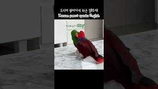 [지구젤리] 드디어 영어까지 하는 앵무새 / Korean parrot speaks English