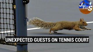 When unexpected guests visited tennis courts | Djokovic , Nadal were all shocked !