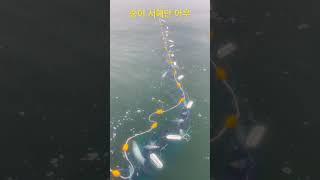 서해어부 숭어잡이 시작