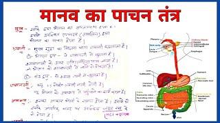 पाचन तंत्र |Digestive system in hindi |pachan tantra class 10th| class 10 pachan tantra ka sachitra