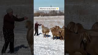 Берекесин берсин  Укмуш Чарба , куйруктарды кордунор да #арашан_койлору