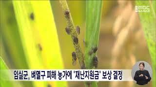 임실군, 벼멸구 피해 농가에 '재난지원금' 보상 결정 | 전주MBC 241001방송