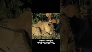 사자에게 먹이를 뺏기는 불쌍한 표범