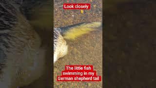 fish tail