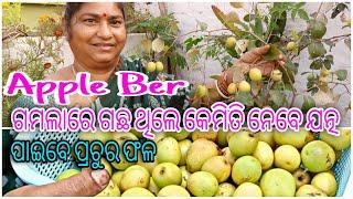 Apple Ber ||ଗାମଲାରେ ଗଛ ଥିଲେ କେମିତି ନେବେ ଯତ୍ନ ||ପାଇବେ ପ୍ରଚୁର ଫଳ ||apple plant care in pot