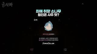  취향 소나무인 이유 = 사주에 나와있음