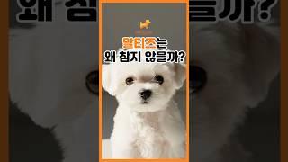 말티즈는 왜 참지 않을까?