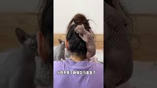 【布蘭妮的成長日記】妮妮是我見過最有母愛的貓咪了