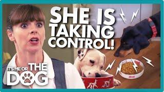 Victoria Uncovers the Shocking Cause of Dog's Food Guarding! | It's Me or The Dog