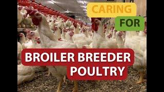 Caring for Broiler Breeder Poultry