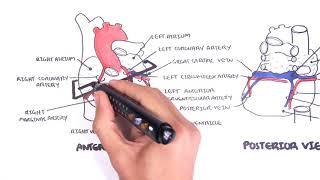 Clinical Anatomy - Cardiac Coronary Vessels (left and right coronary artery, venous sinus)