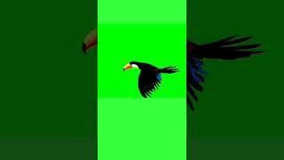 Bird Green Screen || Green screen template || chidiya ki green screen video