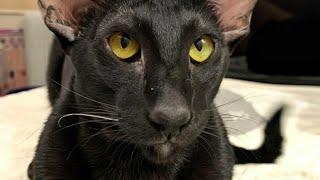 Martin is a Sweet and Curious Boy : Oriental Shorthair Cat