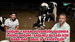 BABA & OĞUL DOĞUM YAPAN DÜVEMİZİN BAŞINDA ! #savaşdursun #büyükbaş #hayvancılık #holstein #inek