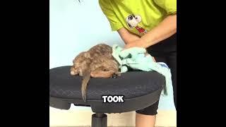 #puppy #poorpuppy #pets