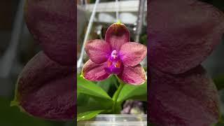 Фаленопсис Митуо Сан Квин Лотас (Phalaenopsis Mituo Sun Queen Lotus)