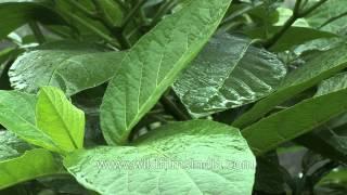 Tree leaves receive pouring rain at Cherrapunji, Meghalaya