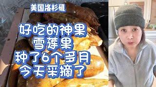 好吃的（神果）雪莲果，种了6个多月，今天采摘了，太好吃了值得种啊！- 【lisavlog 游子记】2024 11 23