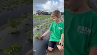 Planting strawberries! #planting #gardening #strawberry erry