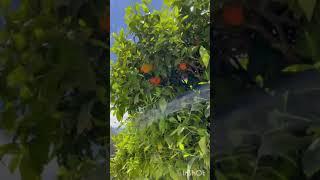 Хурма на дереве Как растет хурма Греция. Persimmon on a tree How persimmon grows Greece #shorts