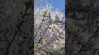 #Фергана#Весна в Городе часть2#Весна#Узбекистан#Фергана