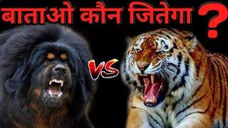 Bhotiya(gaddi) dog vs leopard