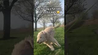 Isn’t he cute #wow #lol #shorts #youtube #funny #lol #lmao #puppy #fyp #mustwatch