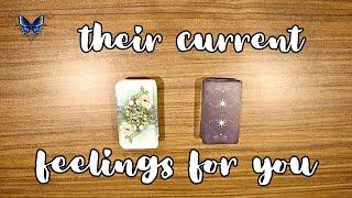  WHAT ARE THEIR CURRENT FEELINGS FOR YOU??   Timeless Tarot Reading 