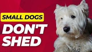 Top 10 Cute Non Shedding Small Dog Breeds - Dogs 101