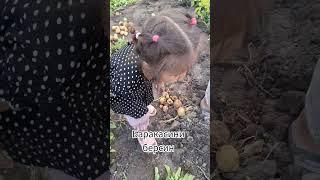 лайк босканди умрига рискига барака берсин #аллох #аминь #лайки #лайк #тикток #тренд #юмор #смех