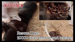 Rescue Doge||10 000 Remove Ticks Release | Pet Memo