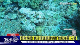 即刻救援! 東沙環礁珊瑚慘遭「棘冠海星」入侵｜TVBS新聞 @TVBSNEWS02