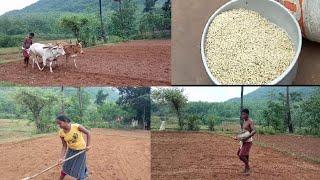 paddy cultivation //paddy cultivation in odia //tribal farming &life style //sambari tribe vlogs.