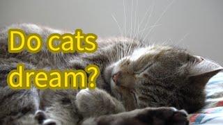 Do cats dream? Deciphering cats' sleeping quirks  (#00057)