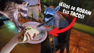 Aquí puedes Comer Tacos con los Mapaches en tu mesa  #puertovallarta #losmapaches #mexico