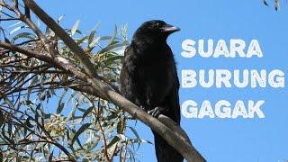 Suara Burung Gagak [Burung Yang Menakutkan]