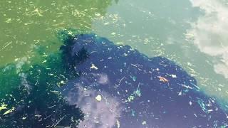 Using Blue Dye In Pond