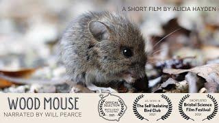 Wood Mouse - a short film