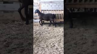 Груботипный пареньХоз. Иссы Ханиева #shorts #арашан #гиссар #овцы #баран