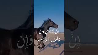 لا يَحمِلُ الحِقدَ مَن تَعلو بِهِ الرُتَبُ | عنترة بن شداد