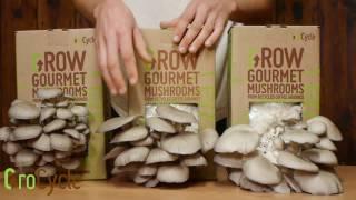 When To Harvest Your GroCycle Mushroom Kit | GroCycle