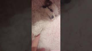 강아지가 잠을안잘때 1분안에 꿀잠재우기.How to make puppy fall asleep when your puppy doesn't want to go bed.