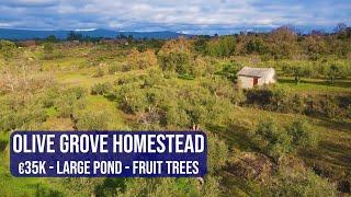 OLIVE GROVE HOMESTEAD, LARGE POND, CHEAP FARM IN CENTRAL PORTUGAL - HOMESTEAD FOR SALE, FUNDAO