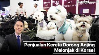 “Penjualan Kereta Dorong Anjing Melonjak di Korsel”