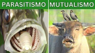 Symbiosis, mutualism, parasitism, commensalism and predation (Explanation and examples) 