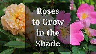 Can Roses Grow in Shade?