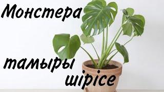 Ауырған Монстера гүлін құтқарамыз. Гүлдер әлемі. Үй гүлдері. Түрлі гүлдер күтімі