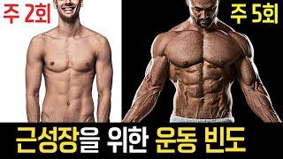 분할 vs 무분할, 일주일에 몇번 헬스가야 근성장이 폭발할 수 있을까?